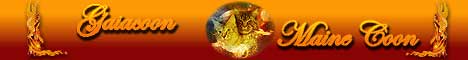  Gaia coon �levage de maine coon